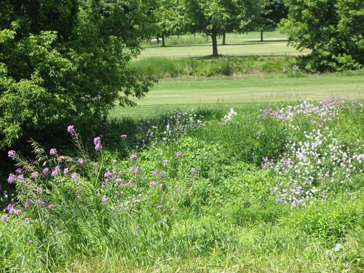 10 Phlox on Bank Springtime