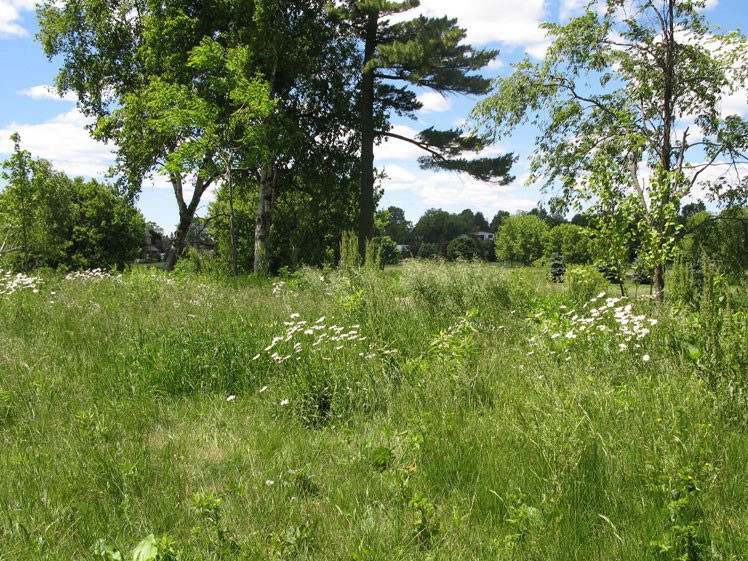 12 Daisies Late Summer 2