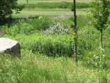 9 Phlox across the Creek Springtime